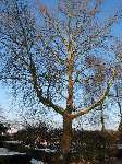 foto bomen: Gewone_plataan__Platanus_hybrida__London_planetree