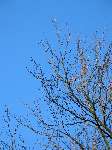 foto bomen: Gewone_plataan__Platanus_hybrida__London_planetree