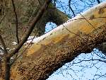 foto bomen: Gewone_plataan__Platanus_hybrida__London_planetree