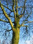 foto bomen: Gewone_plataan__Platanus_hybrida__London_planetree 