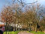 foto bomen: Gewone_plataan__Platanus_hybrida__London_planetree