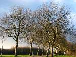 foto bomen: Gewone_plataan__Platanus_hybrida__London_planetree