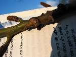 foto bomen: Gewone_vleugelnoot__Pterocarya_fraxinifolia__Caucasian_wingnut 