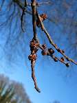 foto bomen: Hollandse_iep__Ulmus_hollandica__Dutch_Elm