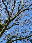 foto bomen: Hollandse_iep__Ulmus_hollandica__Dutch_Elm
