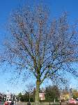 foto bomen: Hollandse_iep__Ulmus_hollandica__Dutch_Elm