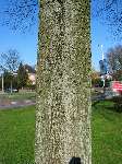 foto bomen: Hollandse_iep__Ulmus_hollandica__Dutch_Elm 