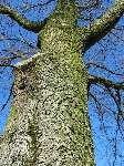 foto bomen: winterbark2