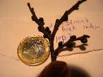 foto bomen: Hollandse_iep__Ulmus_hollandica__Dutch_Elm