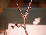 foto bomen: bud