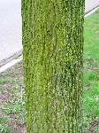 foto bomen: winterbark2