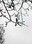 foto bomen: Hollandse_iep__Ulmus_hollandica__Dutch_Elm 