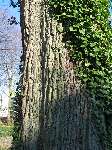 foto bomen: winterbark2