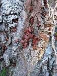 foto bomen: winterbark2