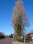 foto bomen: Italiaanse_populier__Populus_nigra__Lombardy_poplar