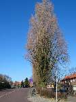 foto bomen: Italiaanse_populier__Populus_nigra__Lombardy_poplar 