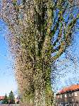 foto bomen: Italiaanse_populier__Populus_nigra__Lombardy_poplar