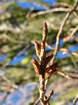 foto bomen: bud 