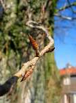 foto bomen: knop 