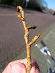 foto bomen: bud 