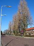 foto bomen: Italiaanse_populier__Populus_nigra__Lombardy_poplar