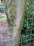 foto bomen: esdoornfamilie 