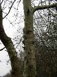 foto bomen: Ratel_populier__Populus_tremula__Aspen 