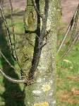 foto bomen: Tamme_kastanje__Castanea_sativa__Sweet_chestnut