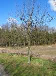 foto bomen: Tamme_kastanje__Castanea_sativa__Sweet_chestnut