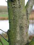 foto bomen: Tamme_kastanje__Castanea_sativa__Sweet_chestnut