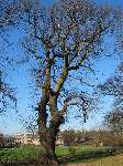 foto bomen: Tamme_kastanje__Castanea_sativa__Sweet_chestnut