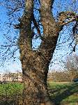 foto bomen: Tamme_kastanje__Castanea_sativa__Sweet_chestnut 