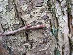 foto bomen: Tamme_kastanje__Castanea_sativa__Sweet_chestnut