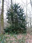 foto bomen: Taxus__Taxus_baccata__English_yew
