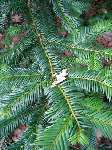 foto bomen: Taxus__Taxus_baccata__English_yew