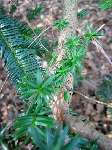foto bomen: Taxus__Taxus_baccata__English_yew