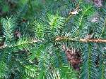 foto bomen: Taxus__Taxus_baccata__English_yew