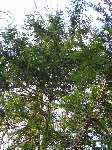 foto bomen: Taxus__Taxus_baccata__English_yew