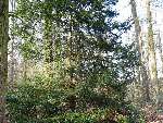 foto bomen: Taxus__Taxus_baccata__English_yew