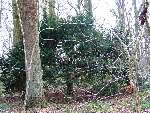 foto bomen: Taxus__Taxus_baccata__English_yew