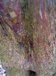 foto bomen: Taxus__Taxus_baccata__English_yew