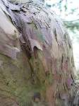 foto bomen: Taxus__Taxus_baccata__English_yew