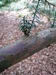 foto bomen: Taxus__Taxus_baccata__English_yew 