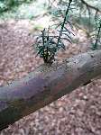 foto bomen: Taxus__Taxus_baccata__English_yew