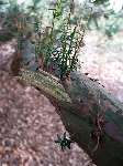 foto bomen: Taxus__Taxus_baccata__English_yew