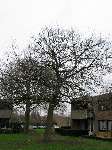 foto bomen: Trompetboom__Catalpa_bignonioides__Southern_catalpa