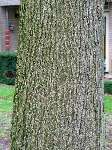 foto bomen: Trompetboom__Catalpa_bignonioides__Southern_catalpa 