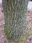foto bomen: winterbark2
