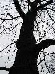 foto bomen: Tulpenboom__Liriodendron_tulipifera__Tulip_tree