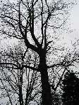 foto bomen: winterbark2